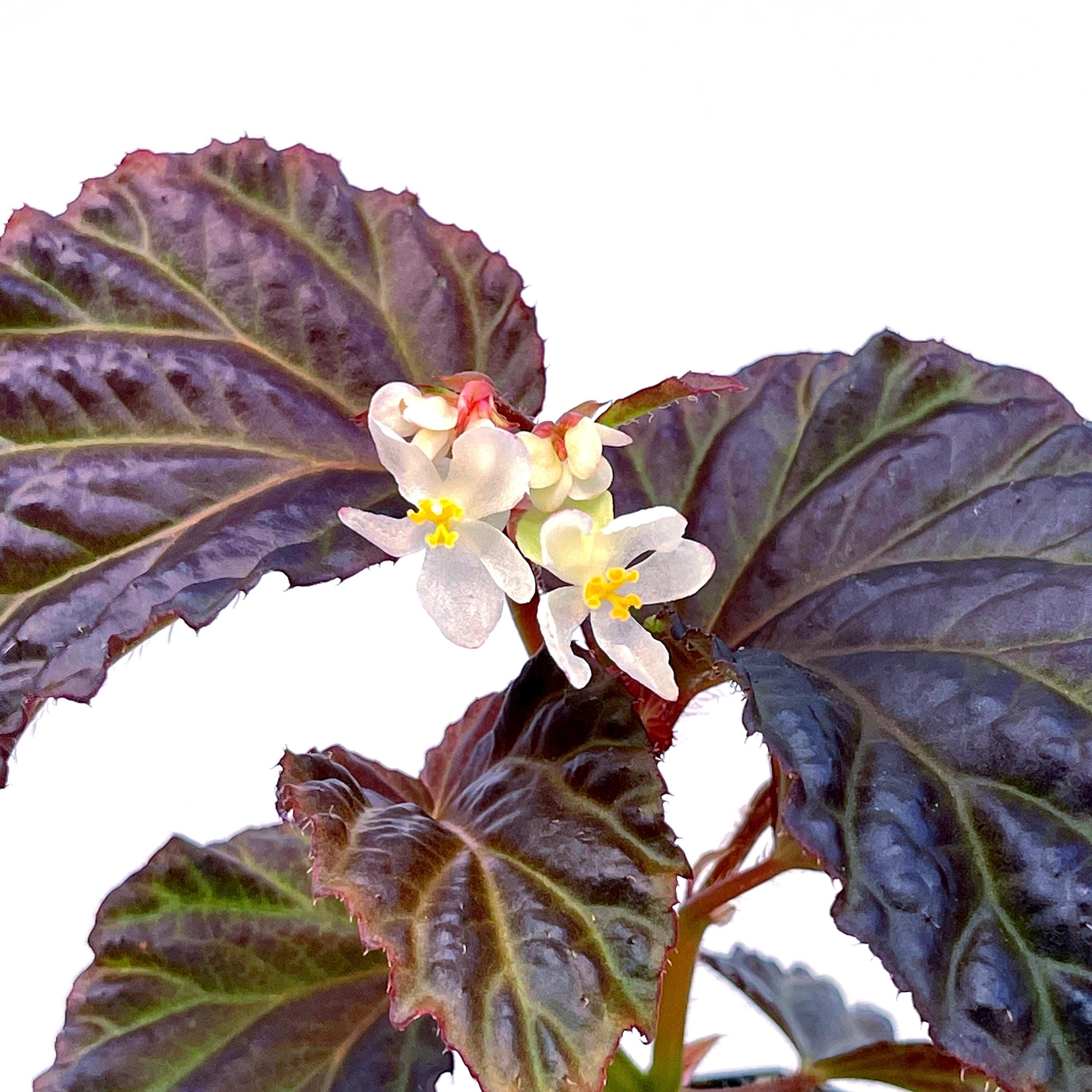 Begonia Botanicaz 87 V.1