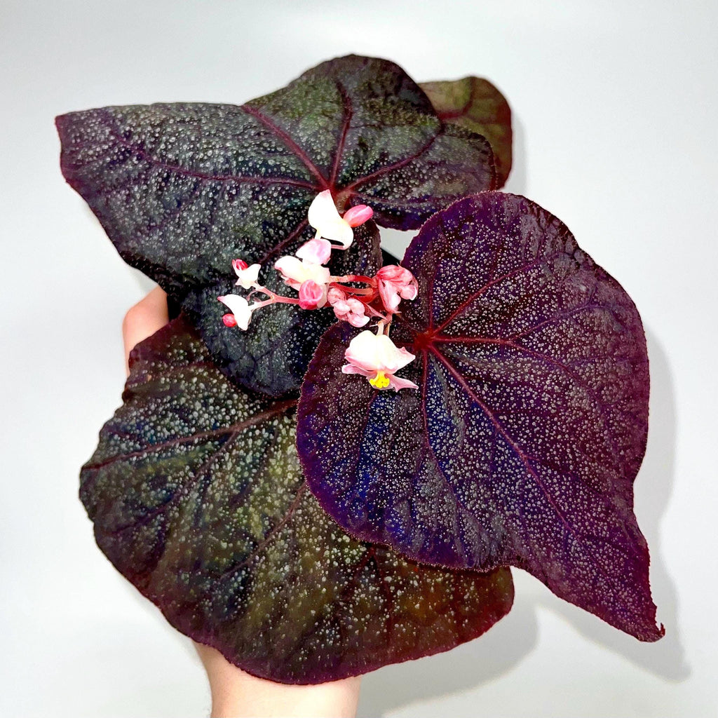 Begonia Botanicaz 187 (Fragrant flowers)