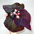 Begonia Botanicaz 187 (Fragrant flowers)