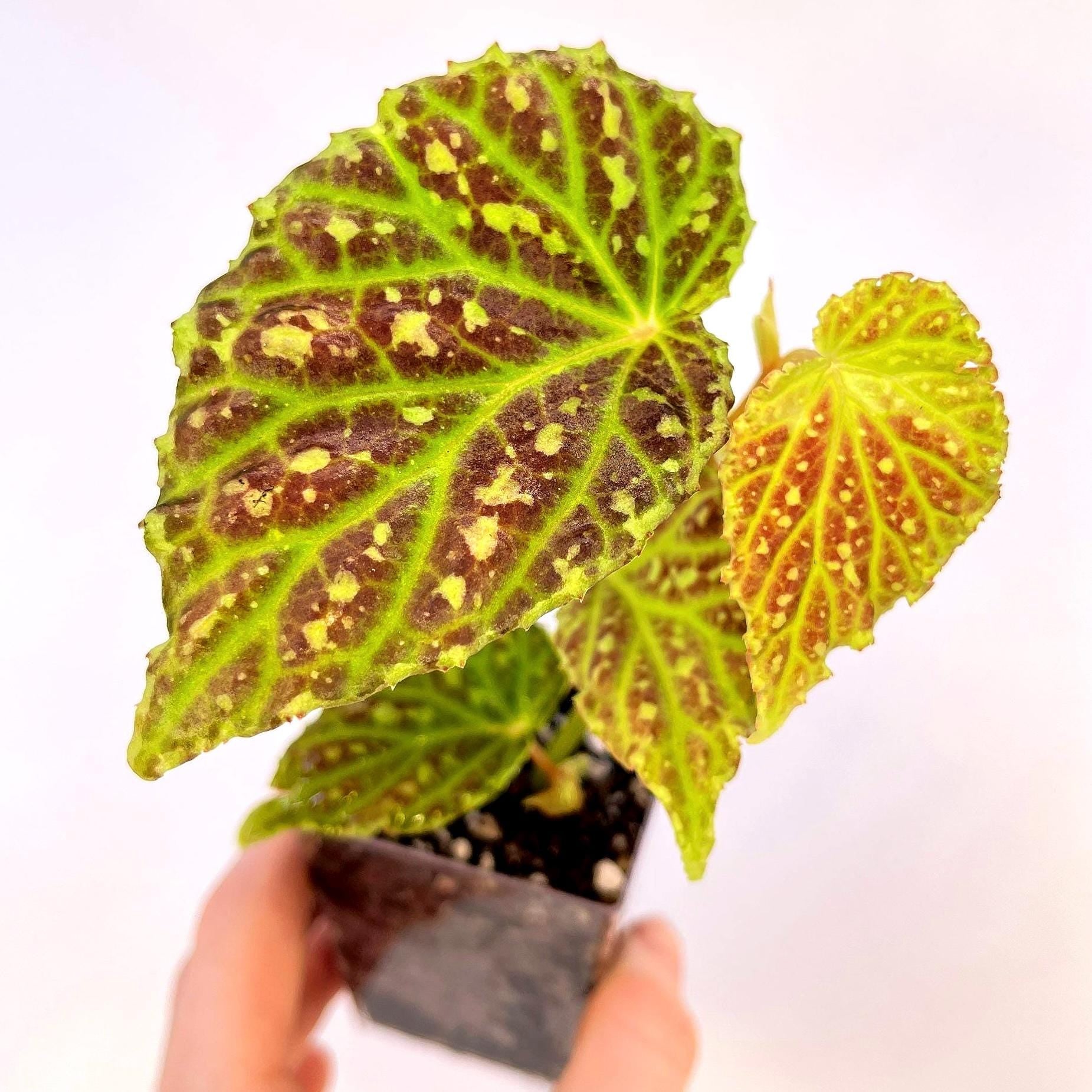 Begonia Botanicaz 48