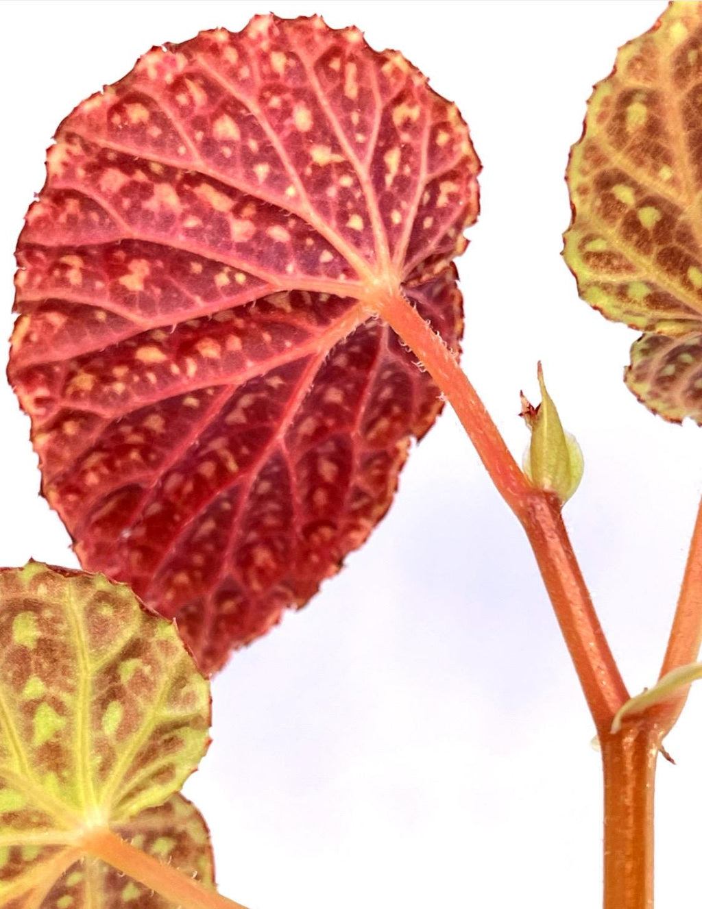 Begonia Botanicaz 48