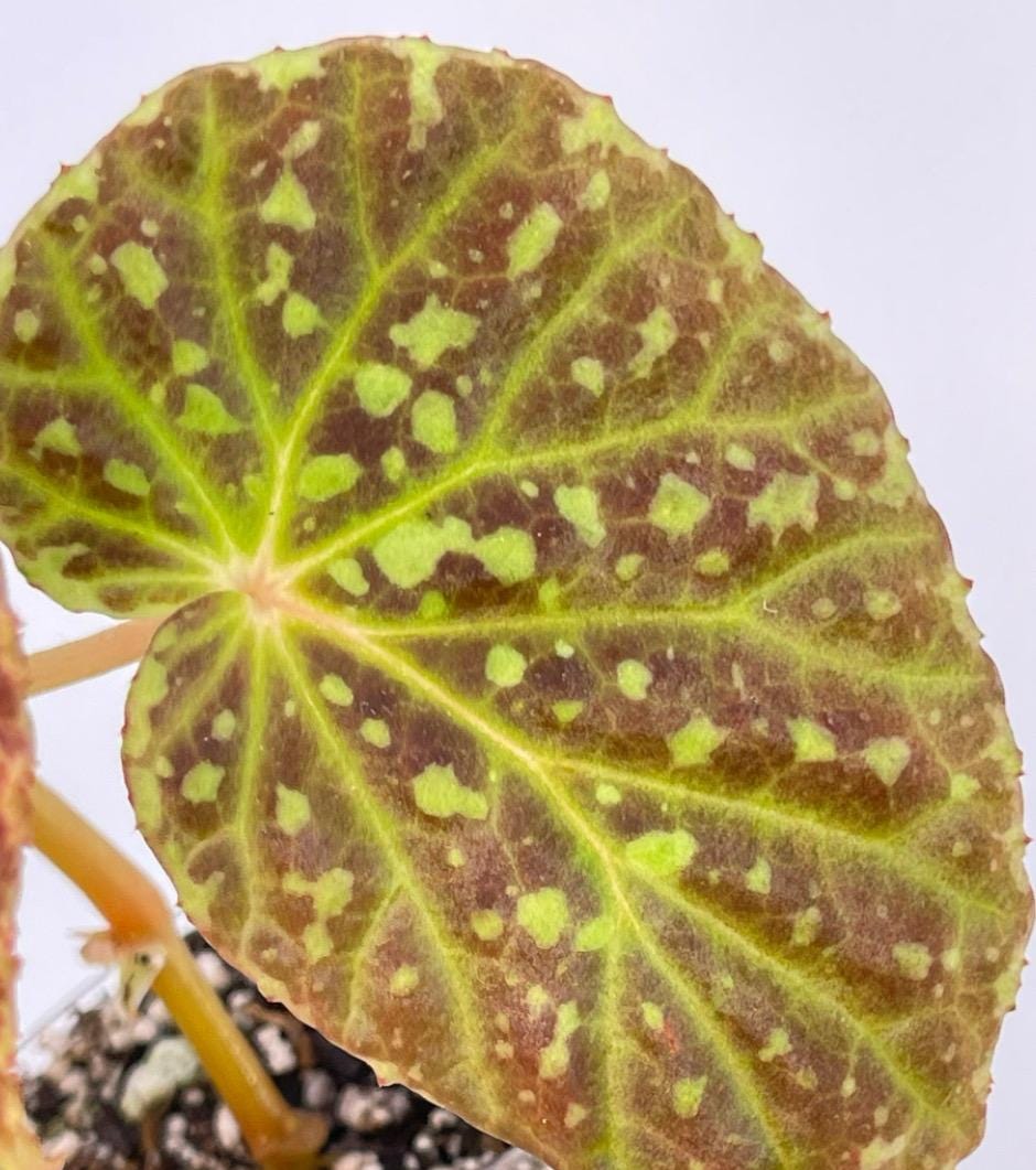 Begonia Botanicaz 48
