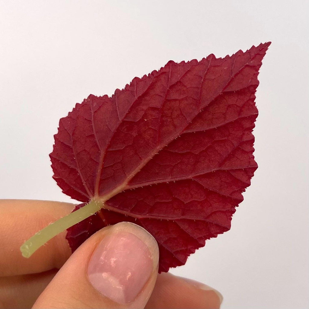 LEAF CUTTING Begonia Botanicaz 181