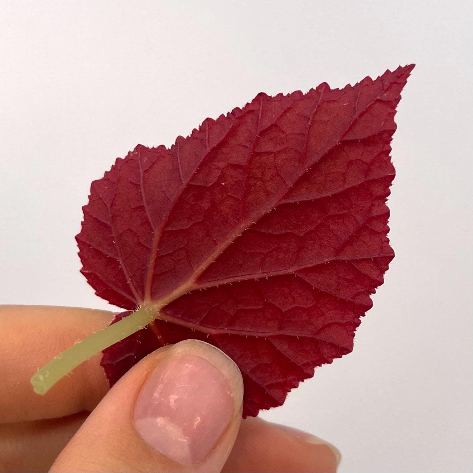 LEAF CUTTING Begonia Botanicaz 181