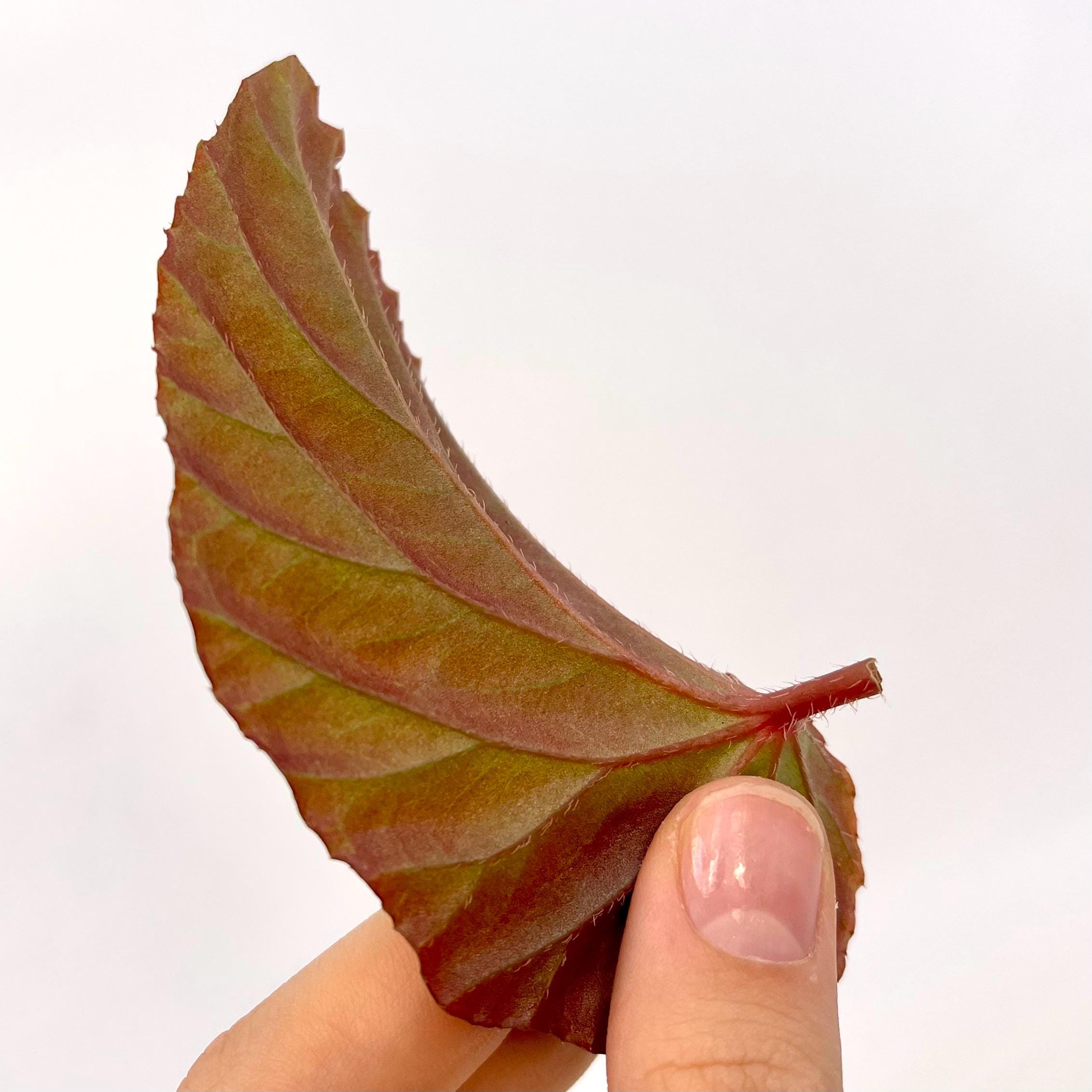 One FREE Per Item Purchased LEAF CUTTING Begonia ‘Blue Metallic’ Botanicaz 220