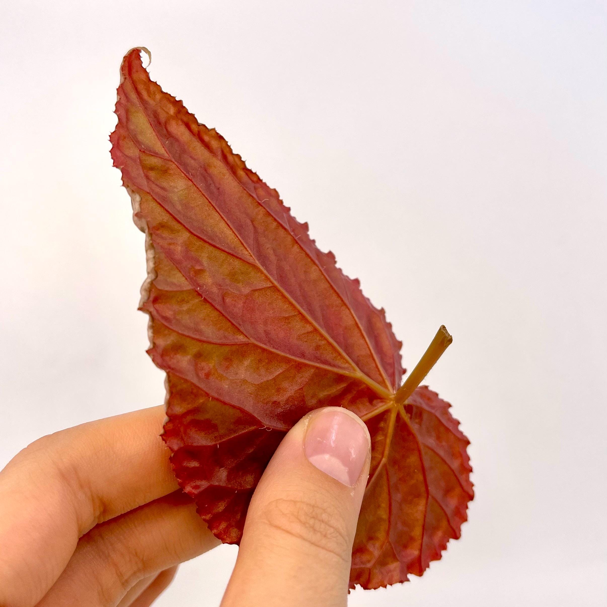 LEAF CUTTING Begonia Botanicaz 147