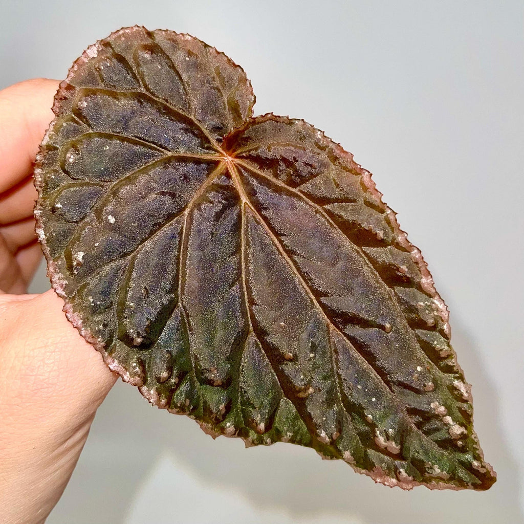 LEAF CUTTING Begonia Botanicaz 147