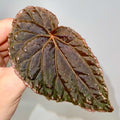 LEAF CUTTING Begonia Botanicaz 147