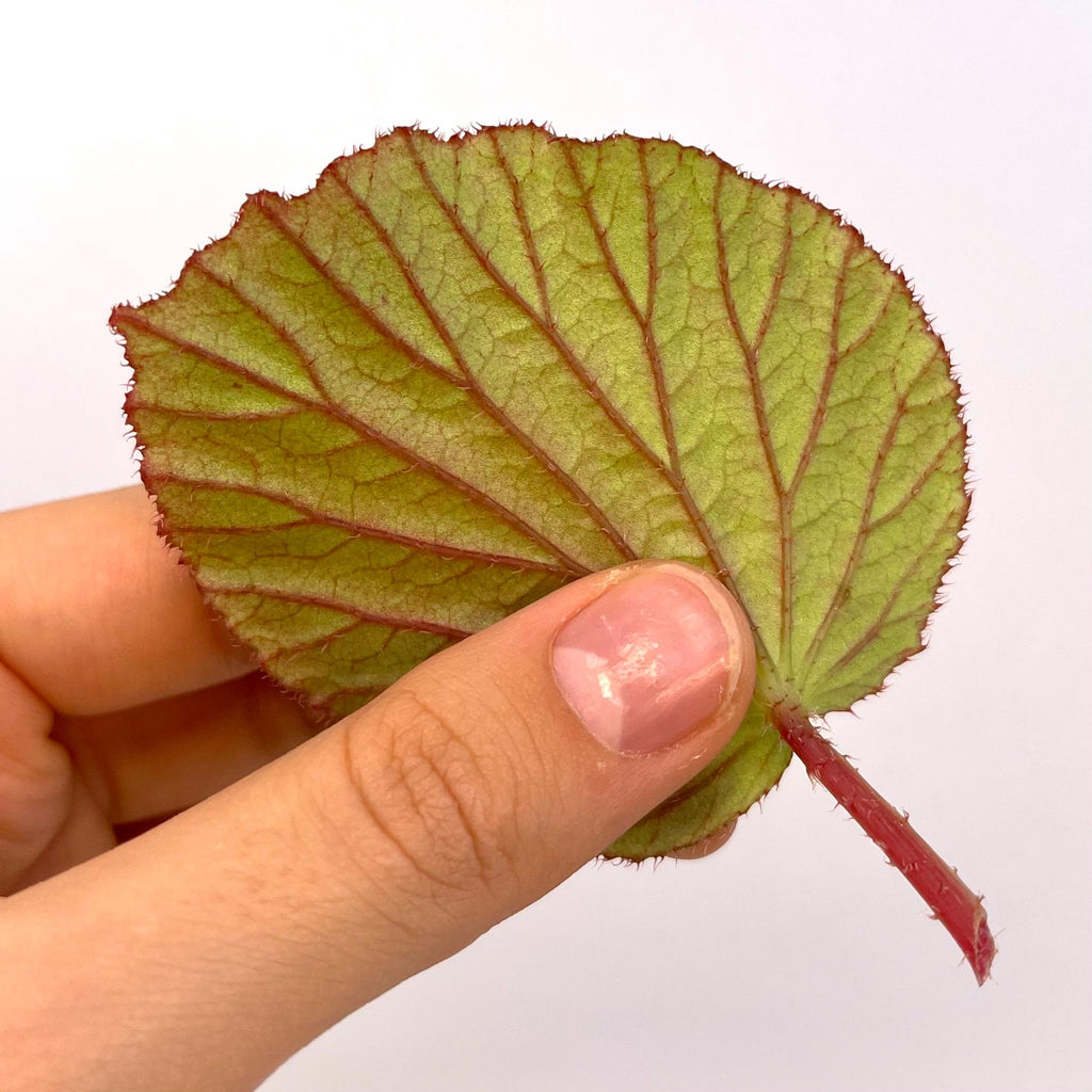 LEAF CUTTING Variegated Begonia aketajawensis (fka holosericea)