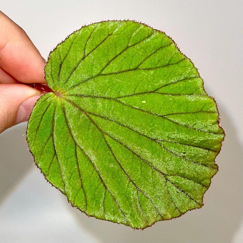LEAF CUTTING Variegated Begonia aketajawensis (fka holosericea)