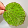 LEAF CUTTING Variegated Begonia aketajawensis (fka holosericea)