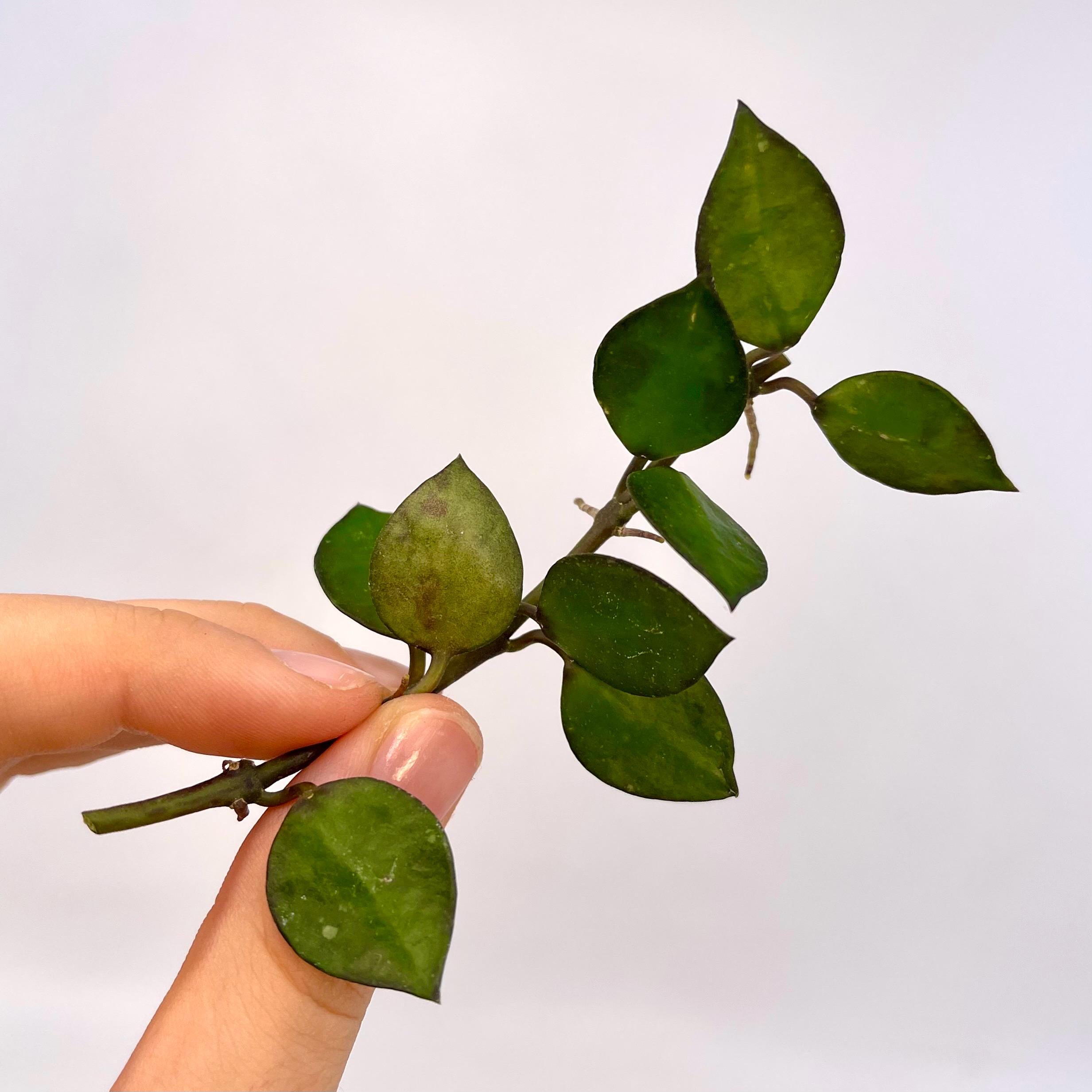 One FREE Per Item Purchased TOP CUTTING Hoya krohniana (Can acclimate to house conditions)