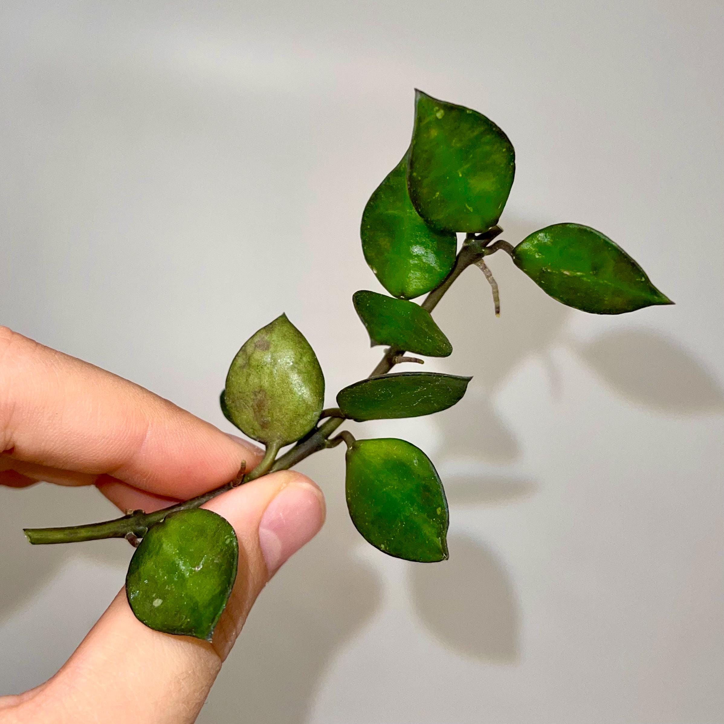 One FREE Per Item Purchased TOP CUTTING Hoya krohniana (Can acclimate to house conditions)