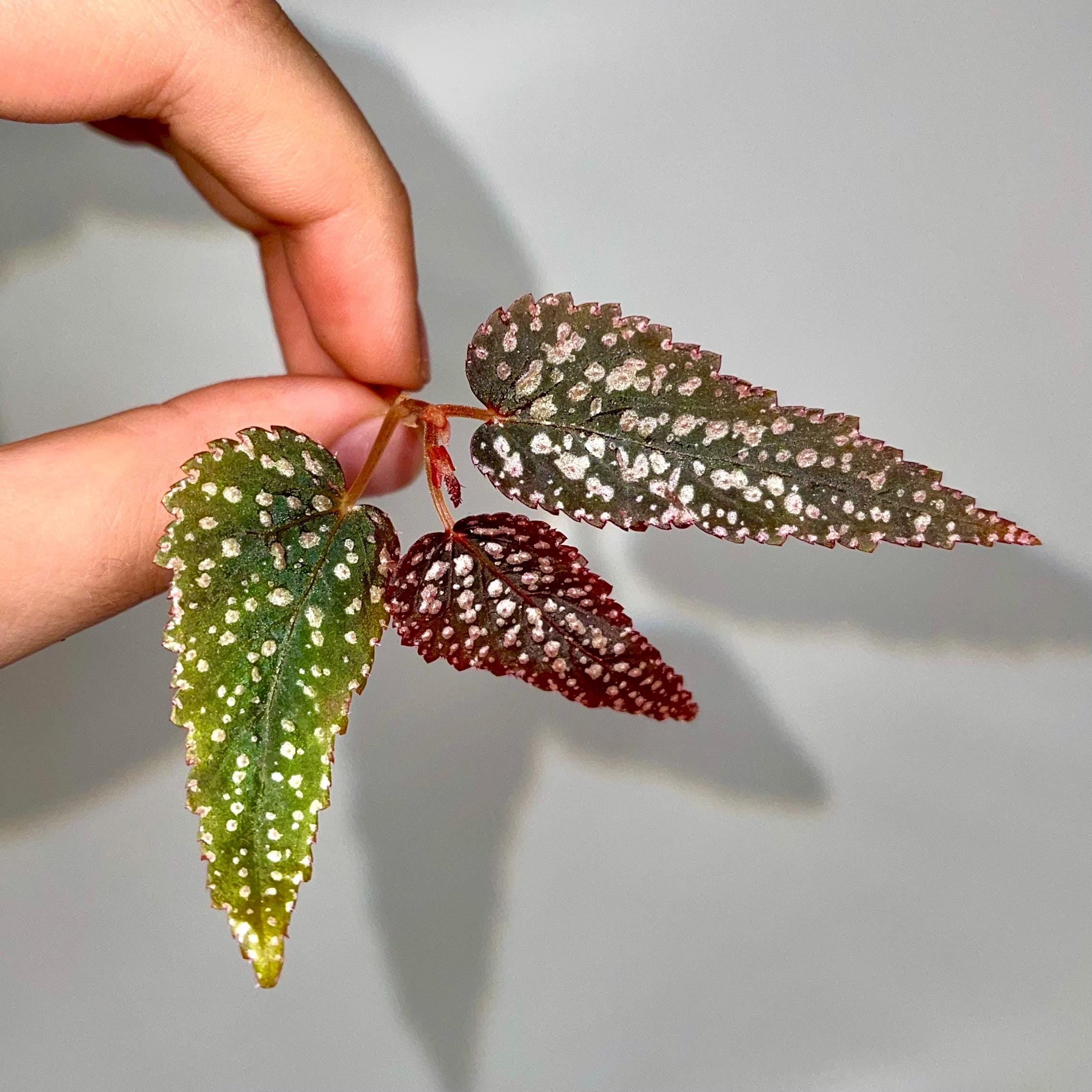 TOP CUTTING Begonia Botanicaz 20 V.1