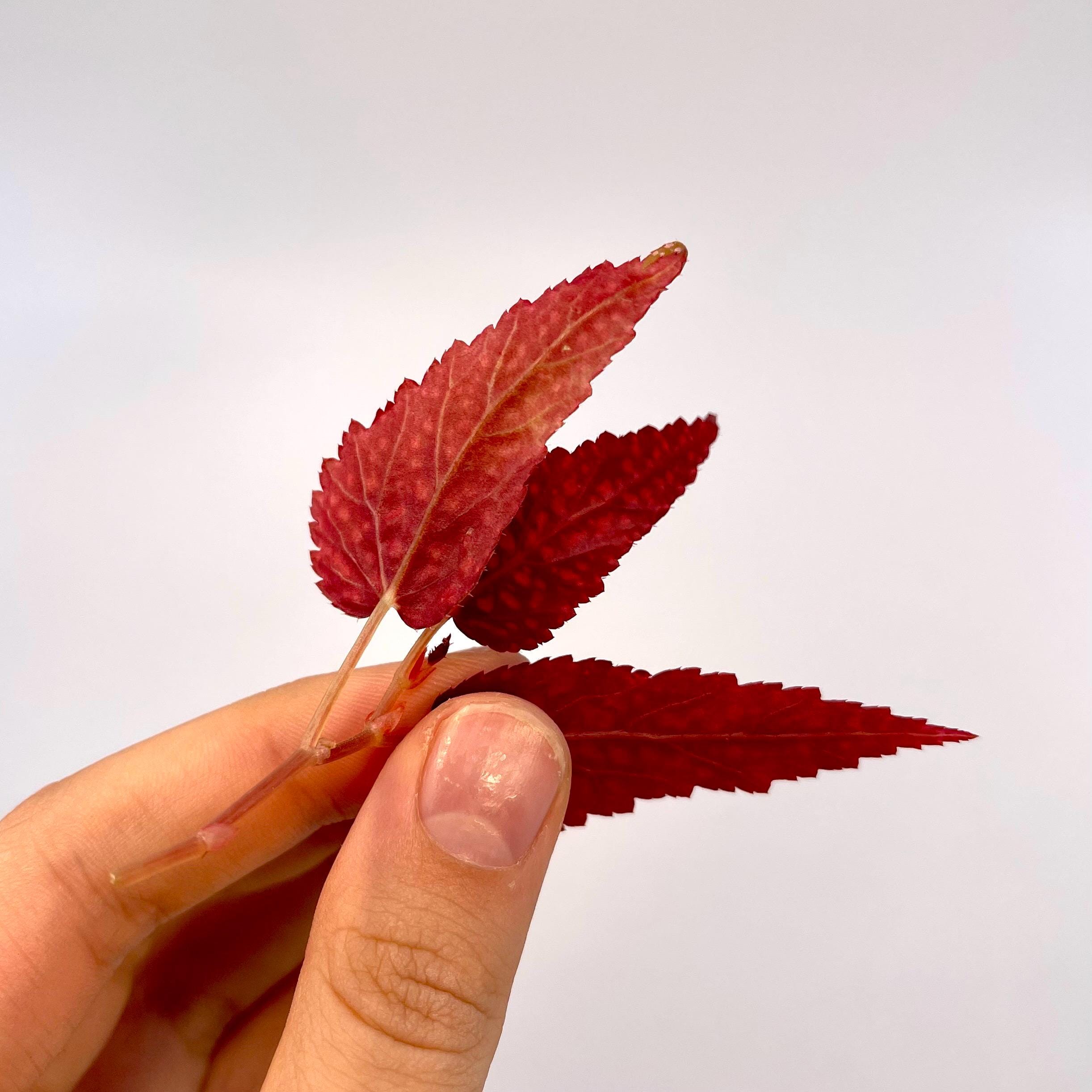 TOP CUTTING Begonia Botanicaz 20 V.1