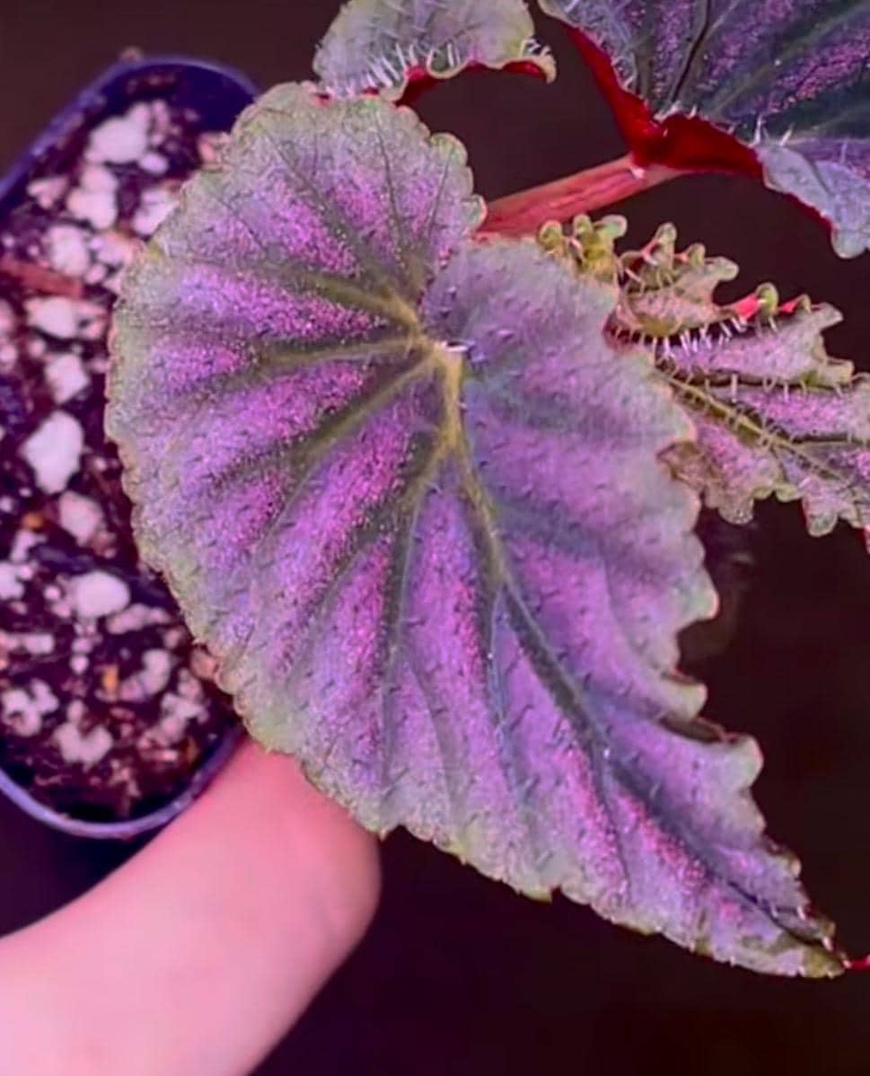 Begonia sp. Bortonae