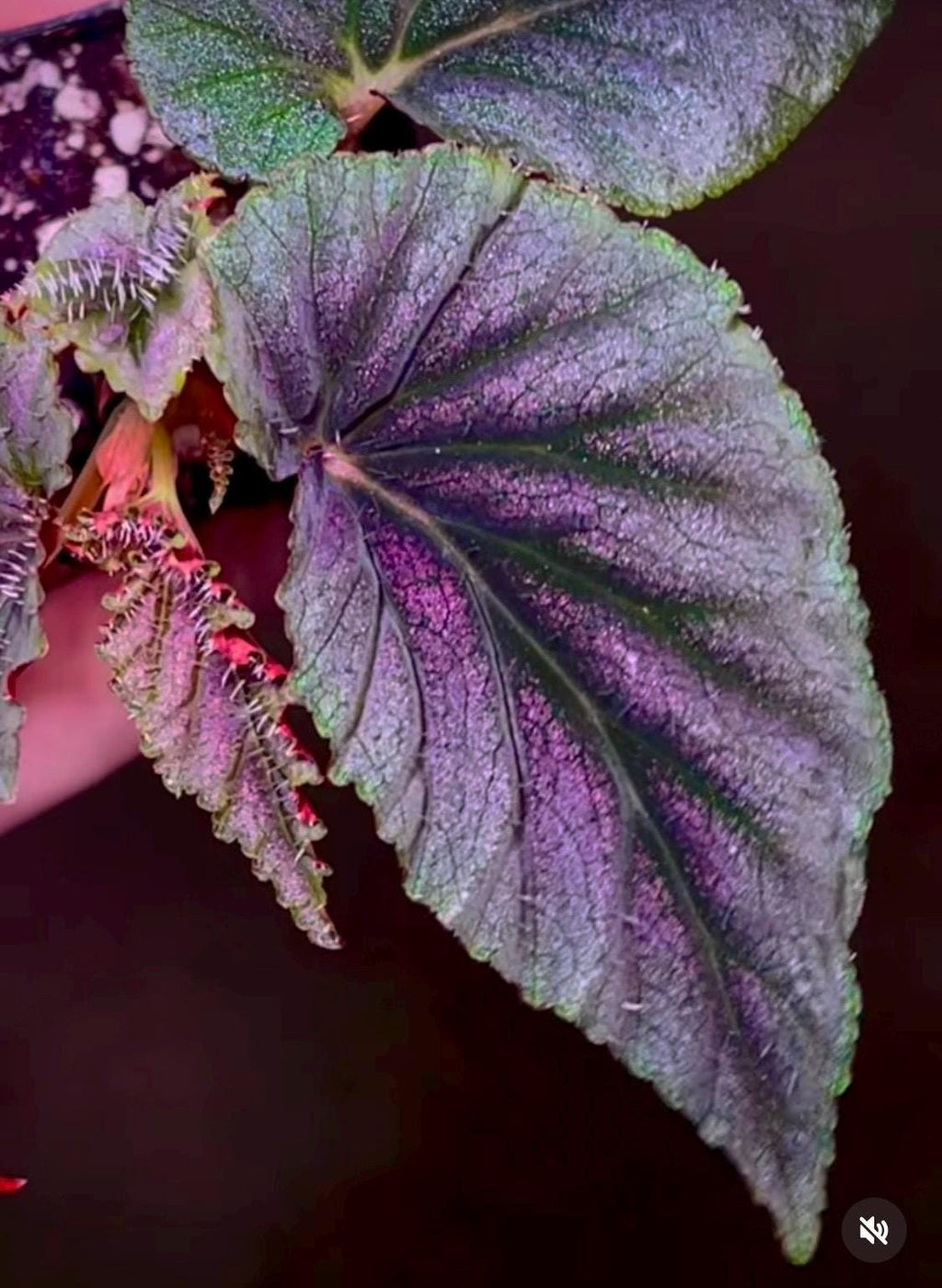 Begonia sp. Bortonae