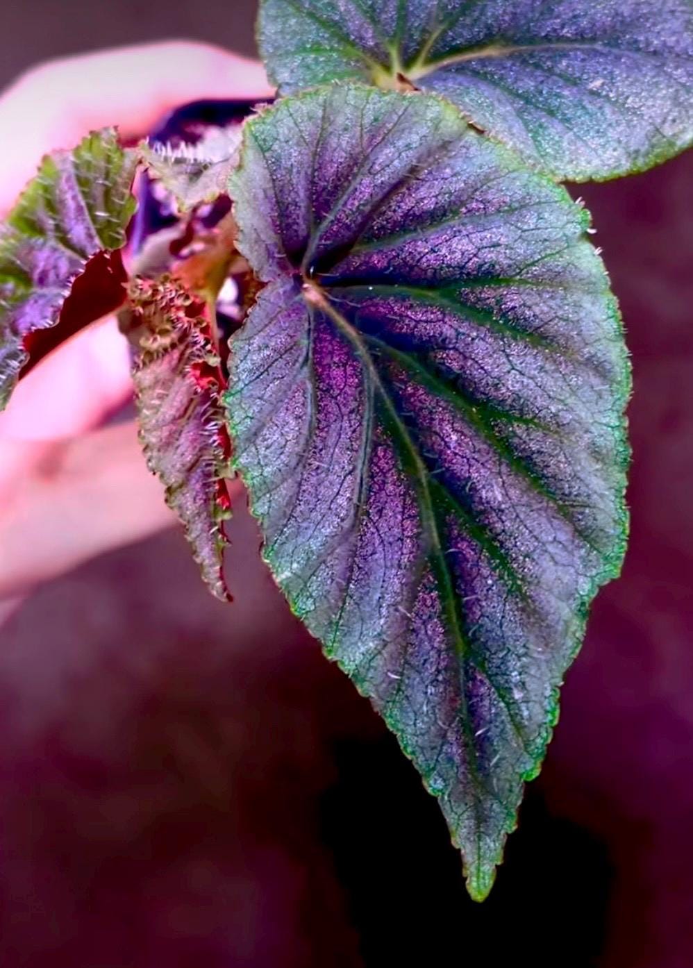 Begonia sp. Bortonae