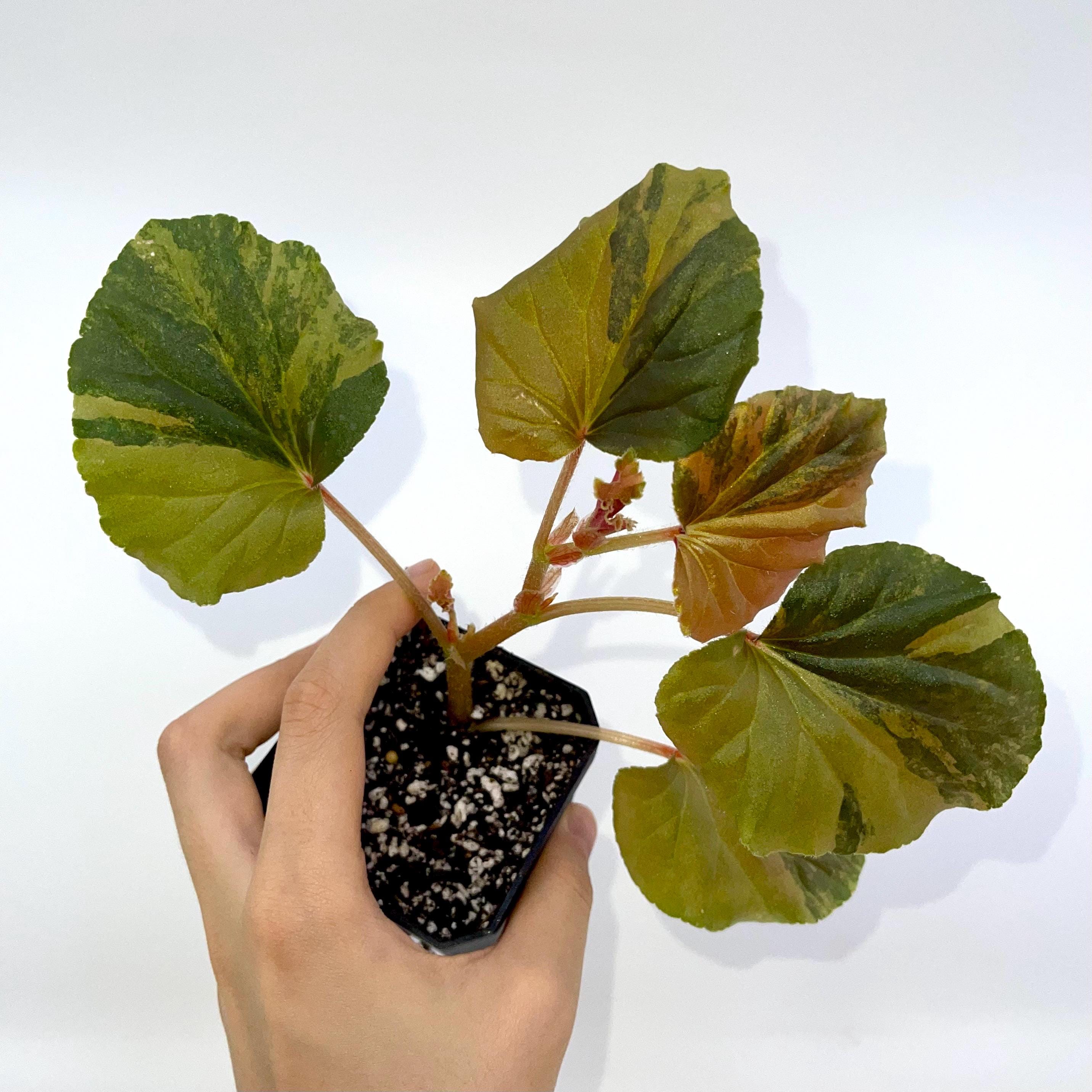 READY SOON Begonia Cucullata Variegated Non-Exact