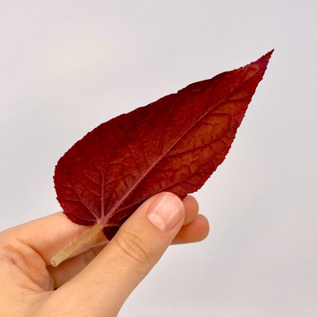 LEAF CUTTING Begonia Botanicaz 187 (Can acclimate to house conditions)