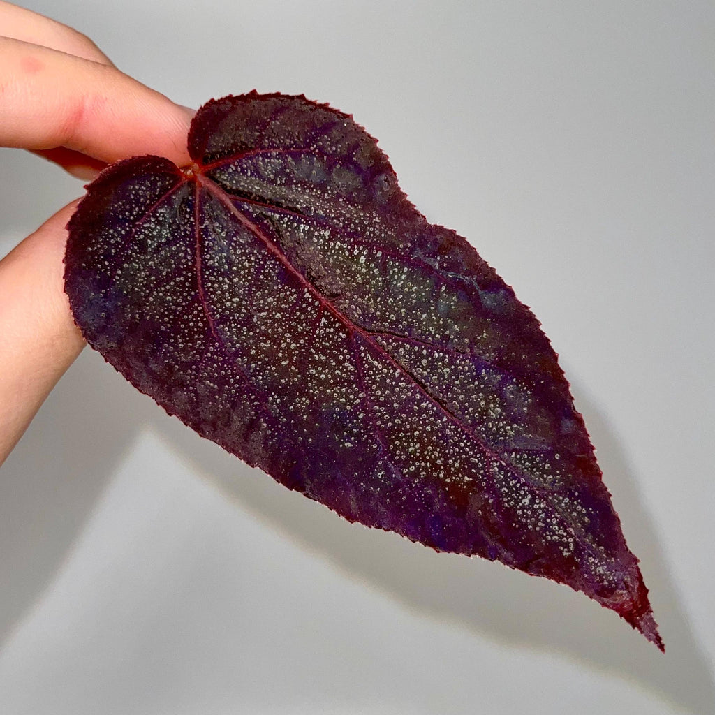 LEAF CUTTING Begonia Botanicaz 187 (Can acclimate to house conditions)