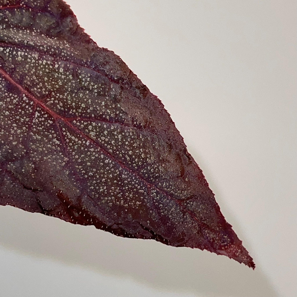 LEAF CUTTING Begonia Botanicaz 187 (Can acclimate to house conditions)