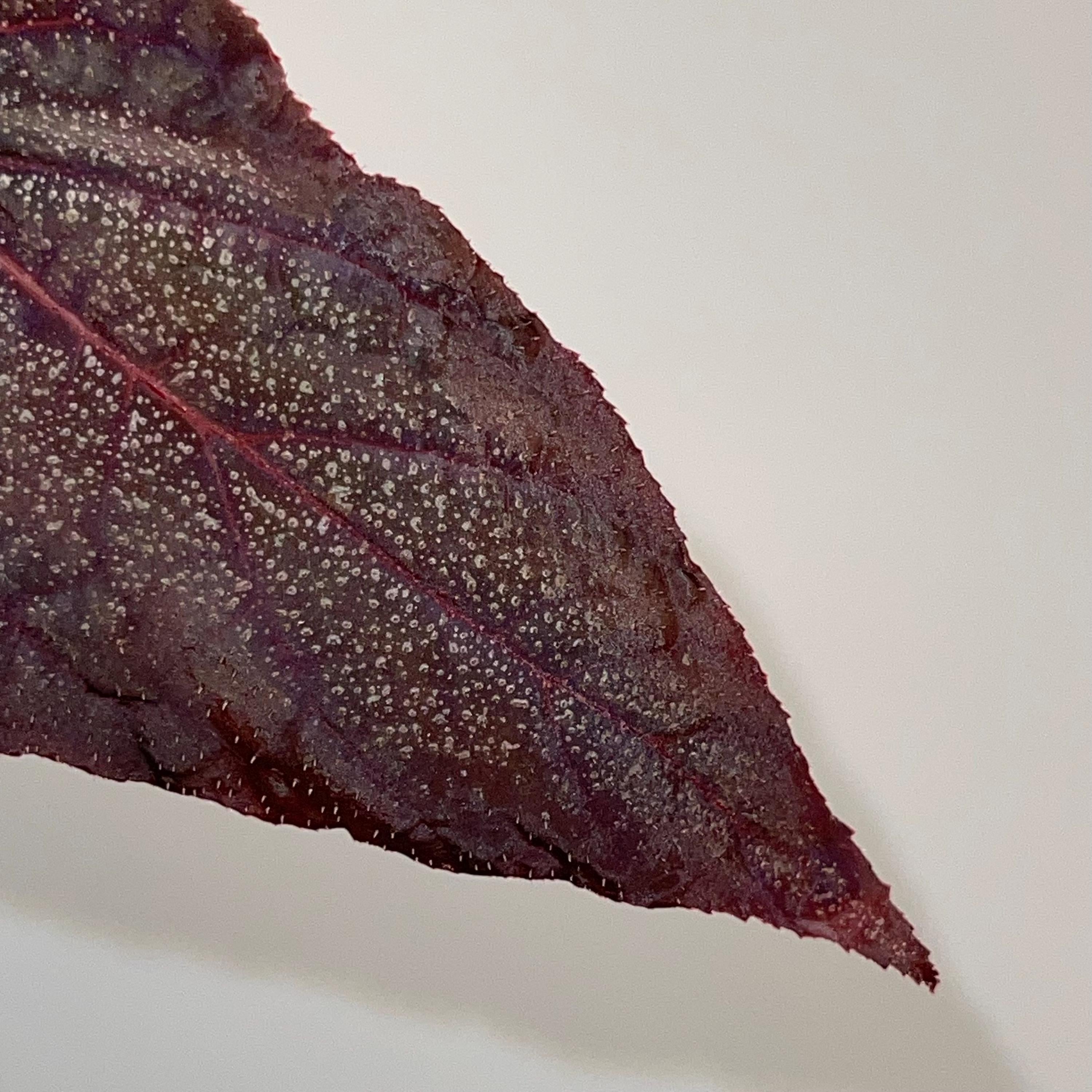 LEAF CUTTING Begonia Botanicaz 187 (Can acclimate to house conditions)