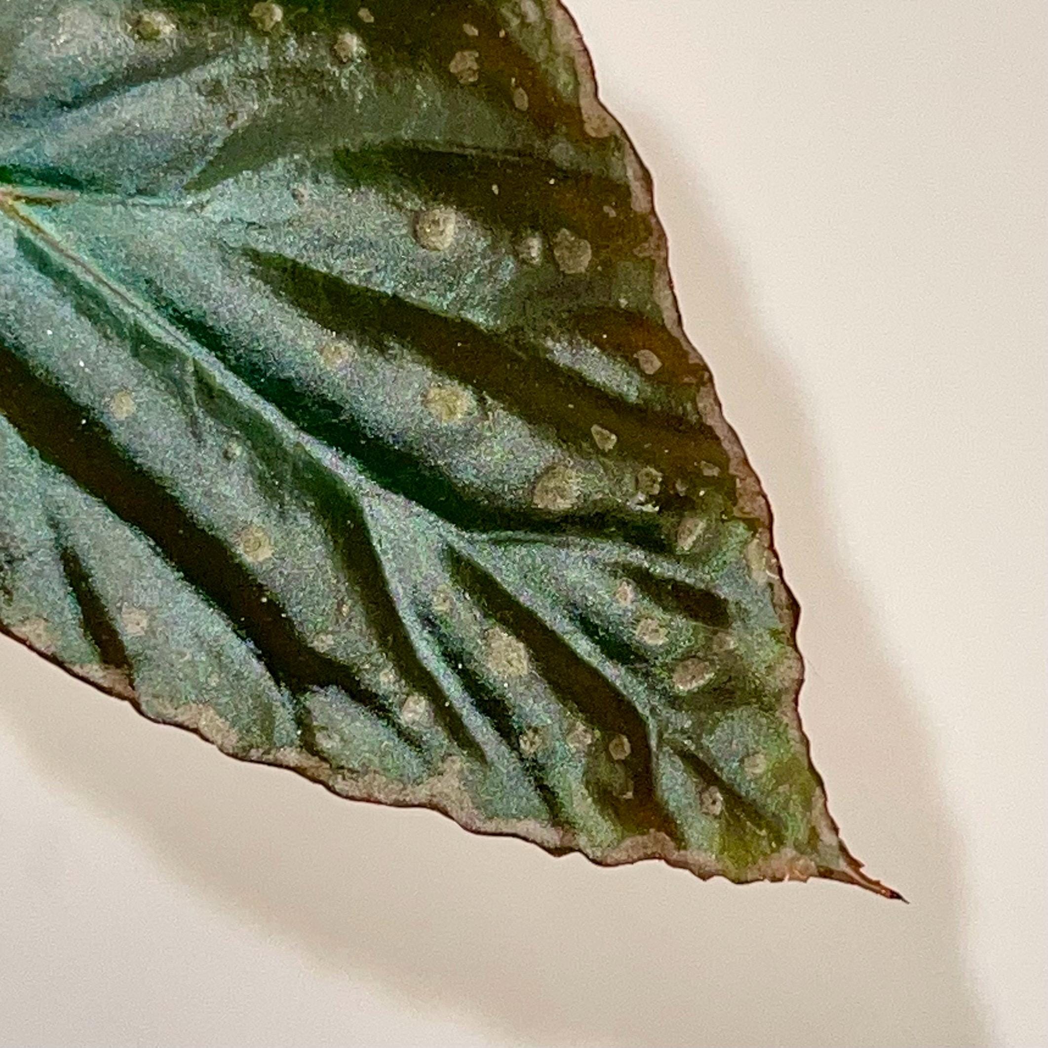 TOP CUTTING Begonia Botanicaz 284