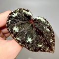 LEAF CUTTING Begonia sp. curtisii ‘Galaxy’