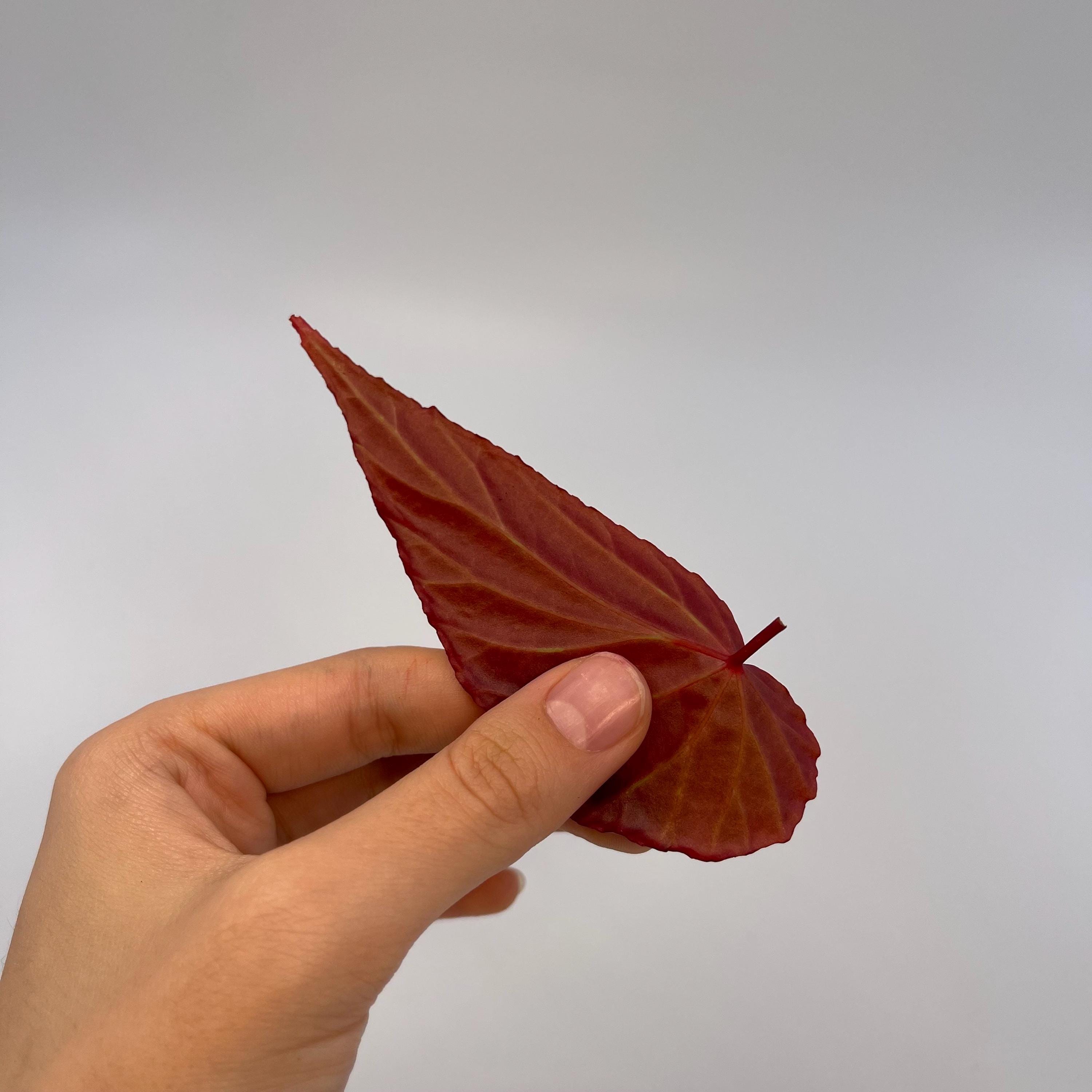 LEAF CUTTING Begonia Botanicaz 49 V.2 (Can acclimate to house conditions)