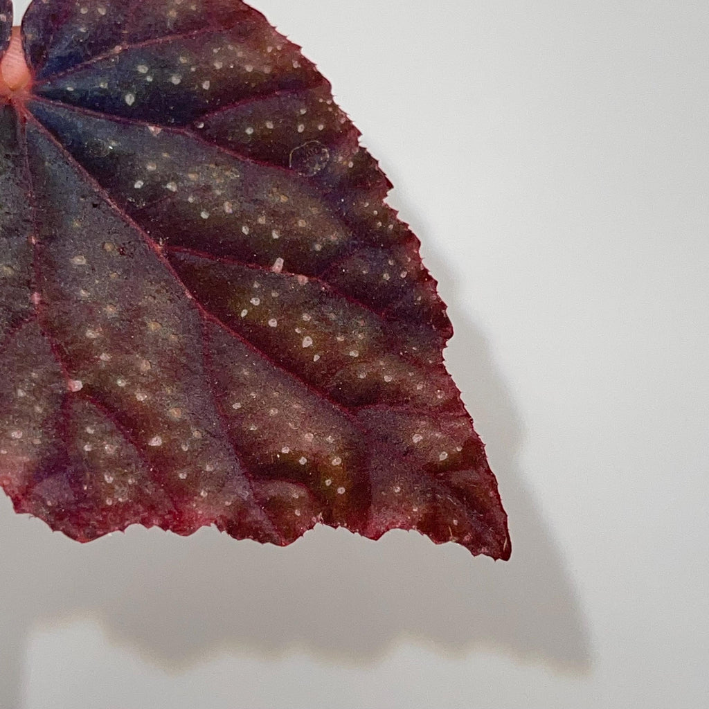 LEAF CUTTING Begonia Botanicaz 45 V.1 (Can acclimate to house conditions)