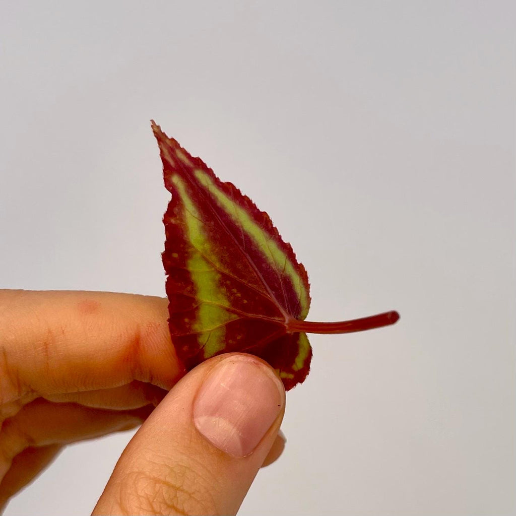 LEAF CUTTING Begonia sp. curtisii ‘Milky Way’