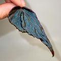 LEAF CUTTING Begonia Botanicaz 212