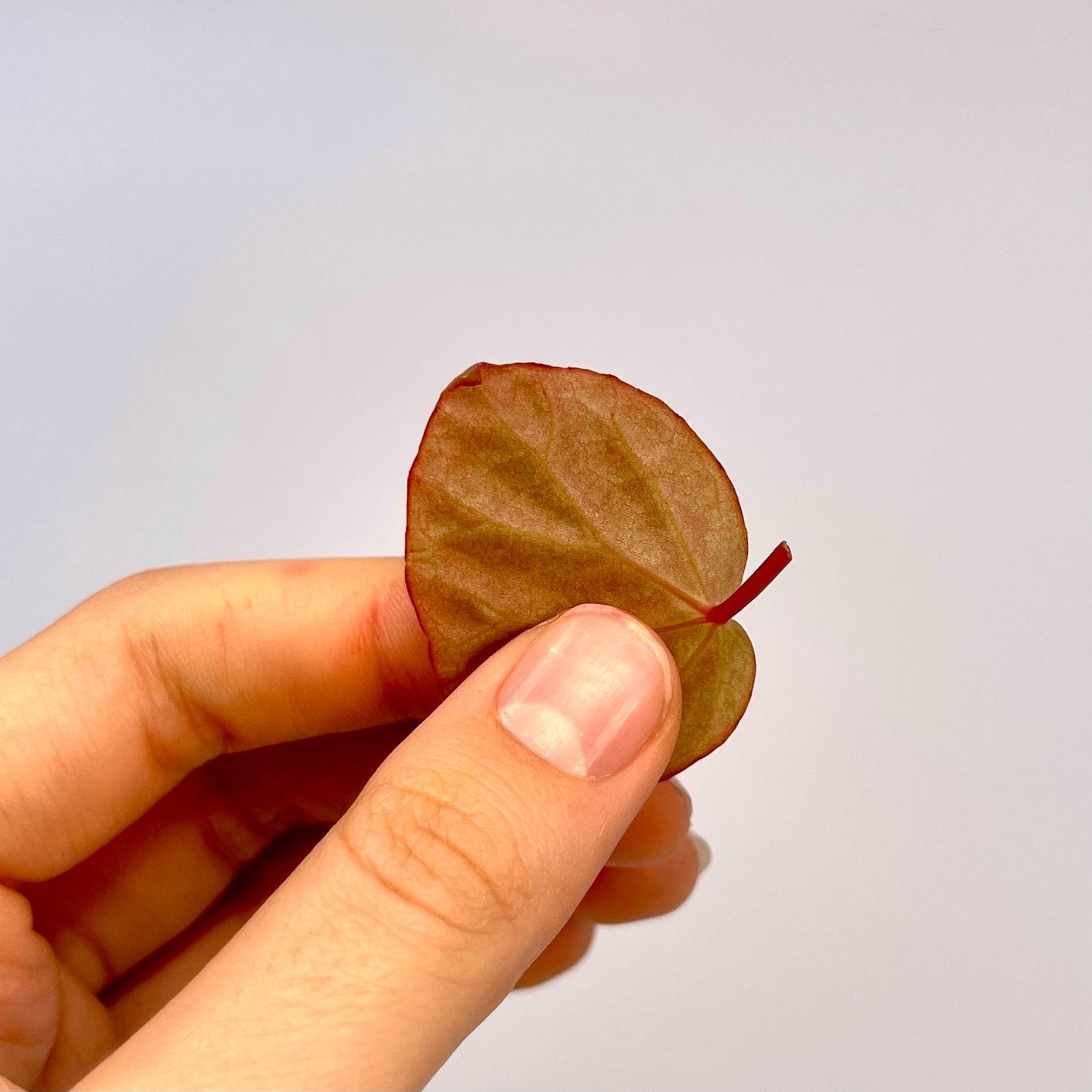 One FREE Per Item Purchased LEAF CUTTING Begonia Botanicaz 85 V.3