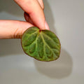 One FREE Per Item Purchased LEAF CUTTING Begonia Botanicaz 85 V.3