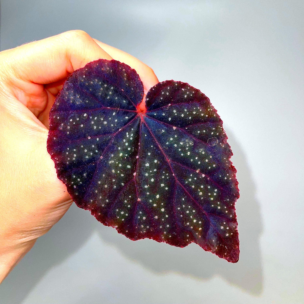 LEAF CUTTING Begonia Botanicaz 45 V.1 (Can acclimate to house conditions)