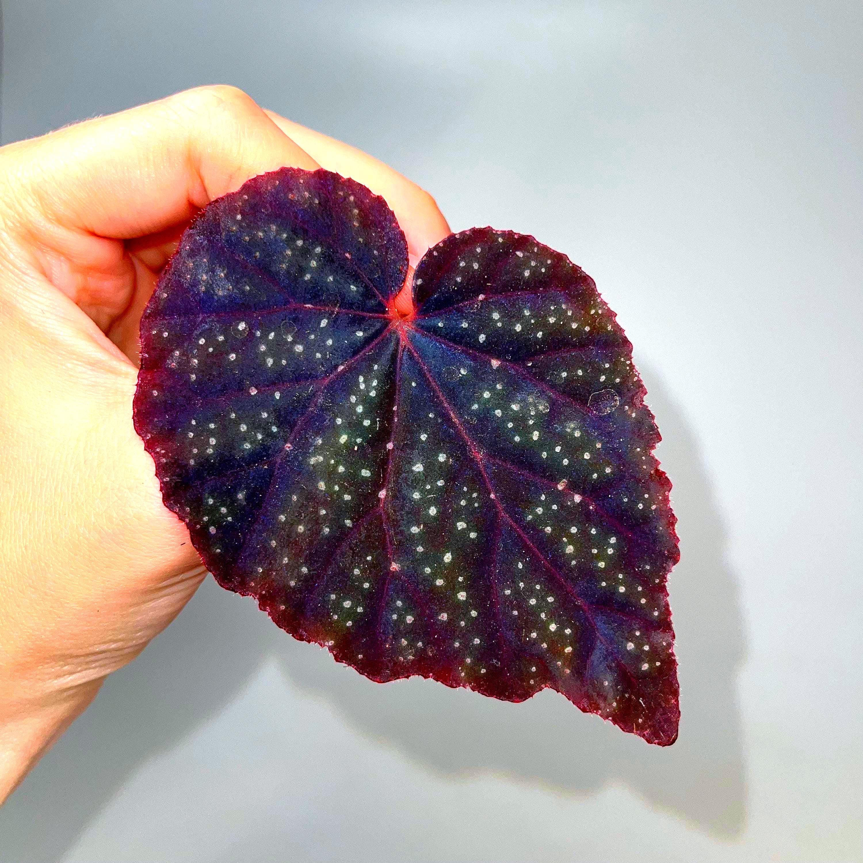 LEAF CUTTING Begonia Botanicaz 45 V.1 (Can acclimate to house conditions)