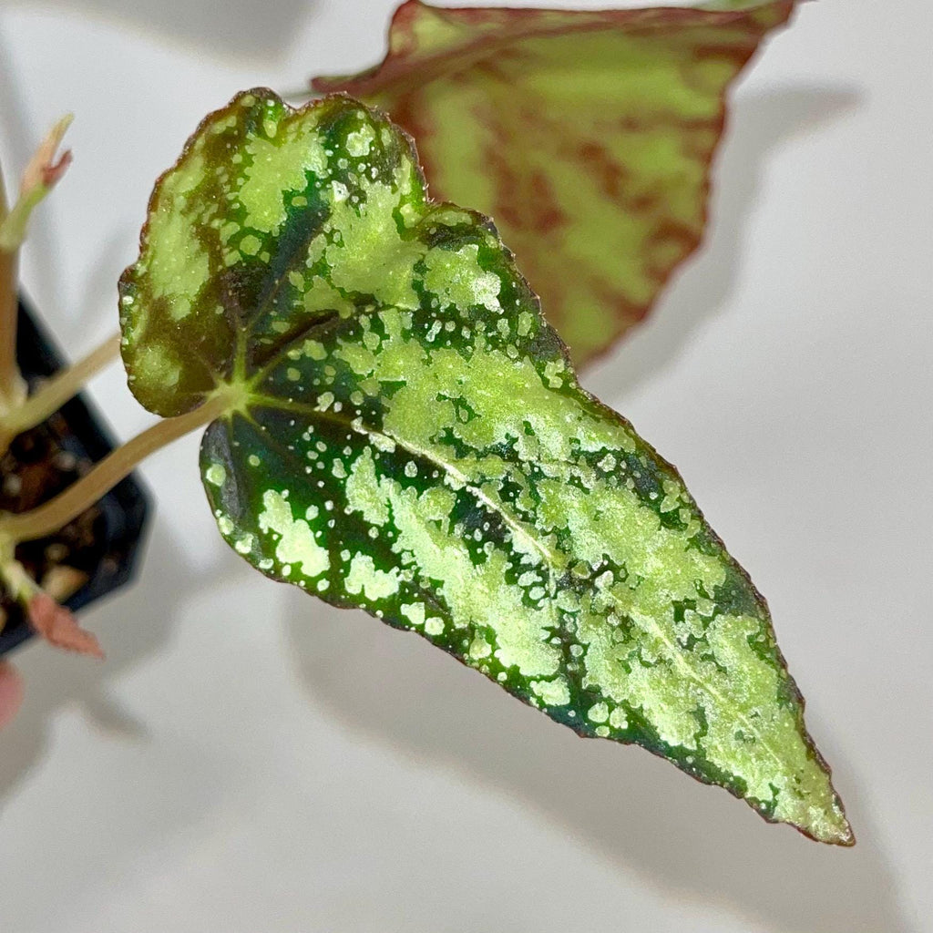 Begonia Botanicaz 79 V.2 (Can acclimate to house conditions)