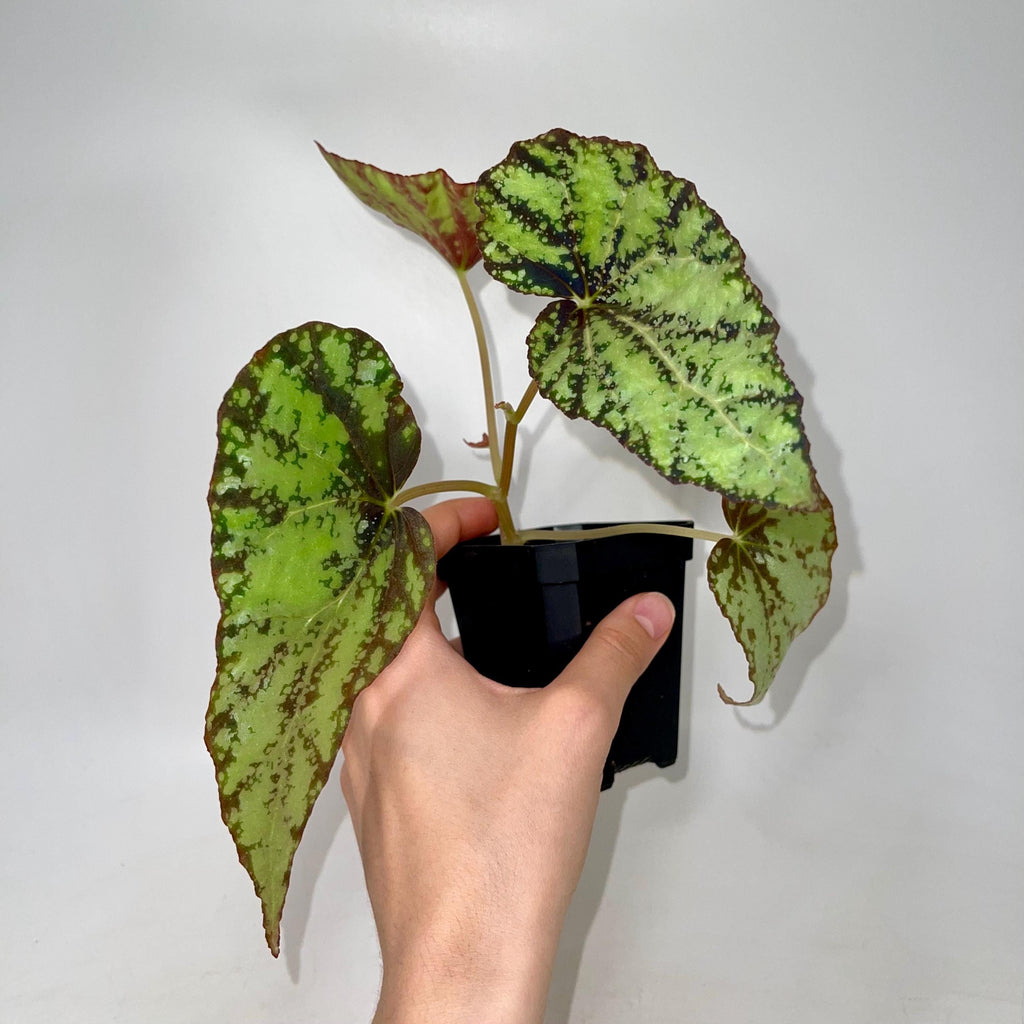 Begonia Botanicaz 79 V.2 (Can acclimate to house conditions)
