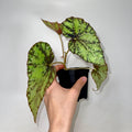 Begonia Botanicaz 79 V.2 (Can acclimate to house conditions)