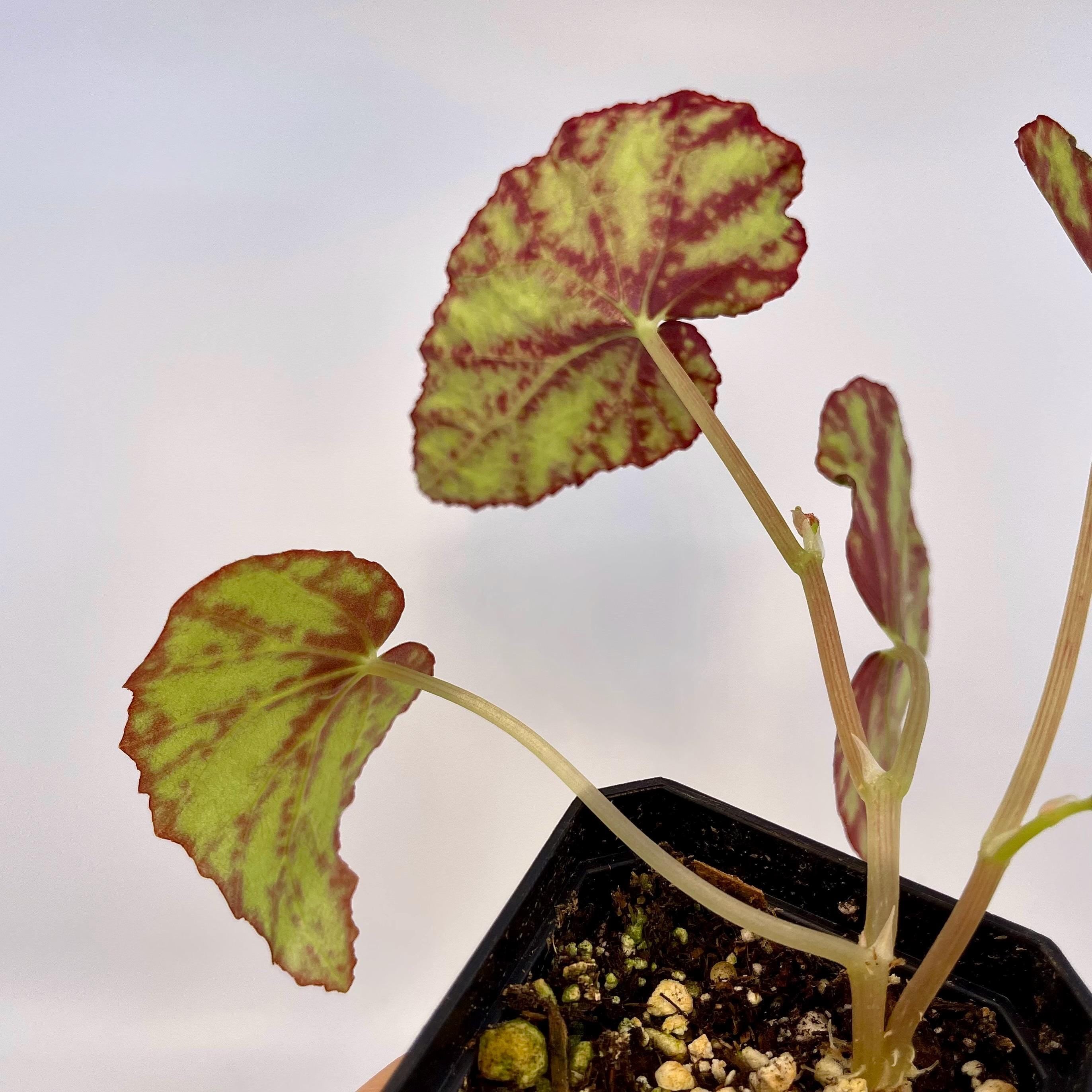 Begonia Botanicaz 79 V.2 (Can acclimate to house conditions)