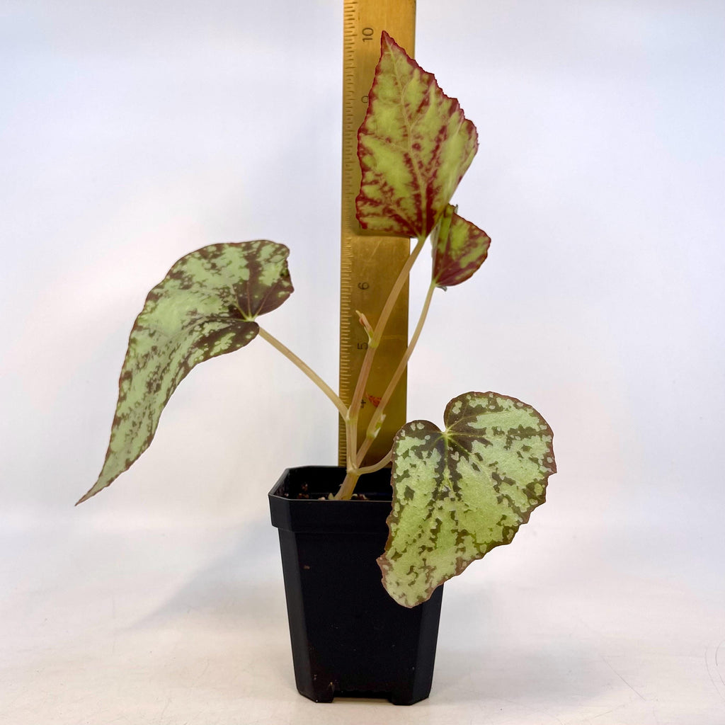 Begonia Botanicaz 79 V.2 (Can acclimate to house conditions)