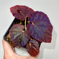 Begonia Botanicaz 181