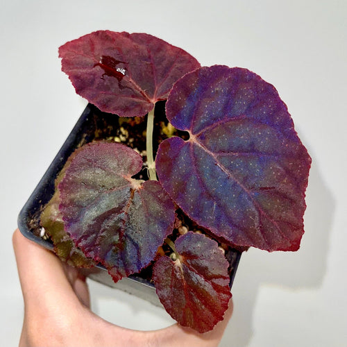 Begonia Botanicaz 181