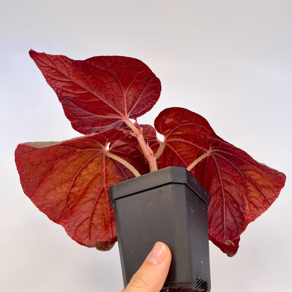 Begonia Botanicaz 187 (Fragrant flowers)