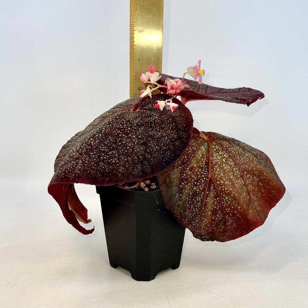 Begonia Botanicaz 187 (Fragrant flowers)