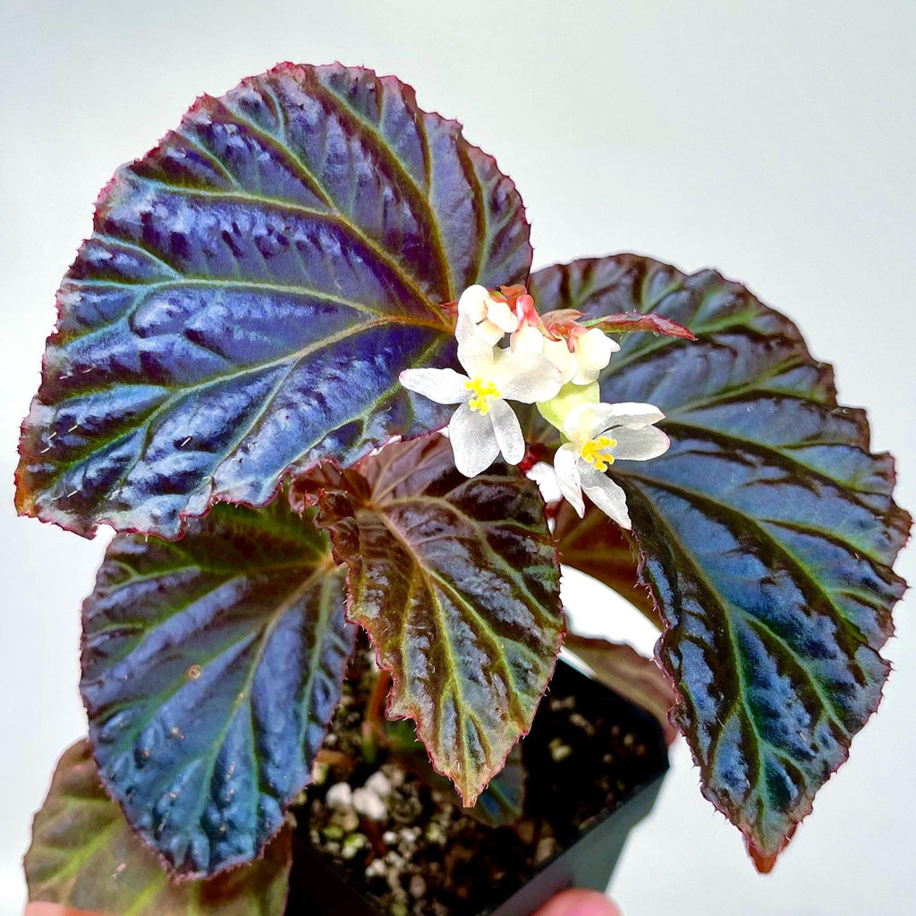 Begonia Botanicaz 87 V.1