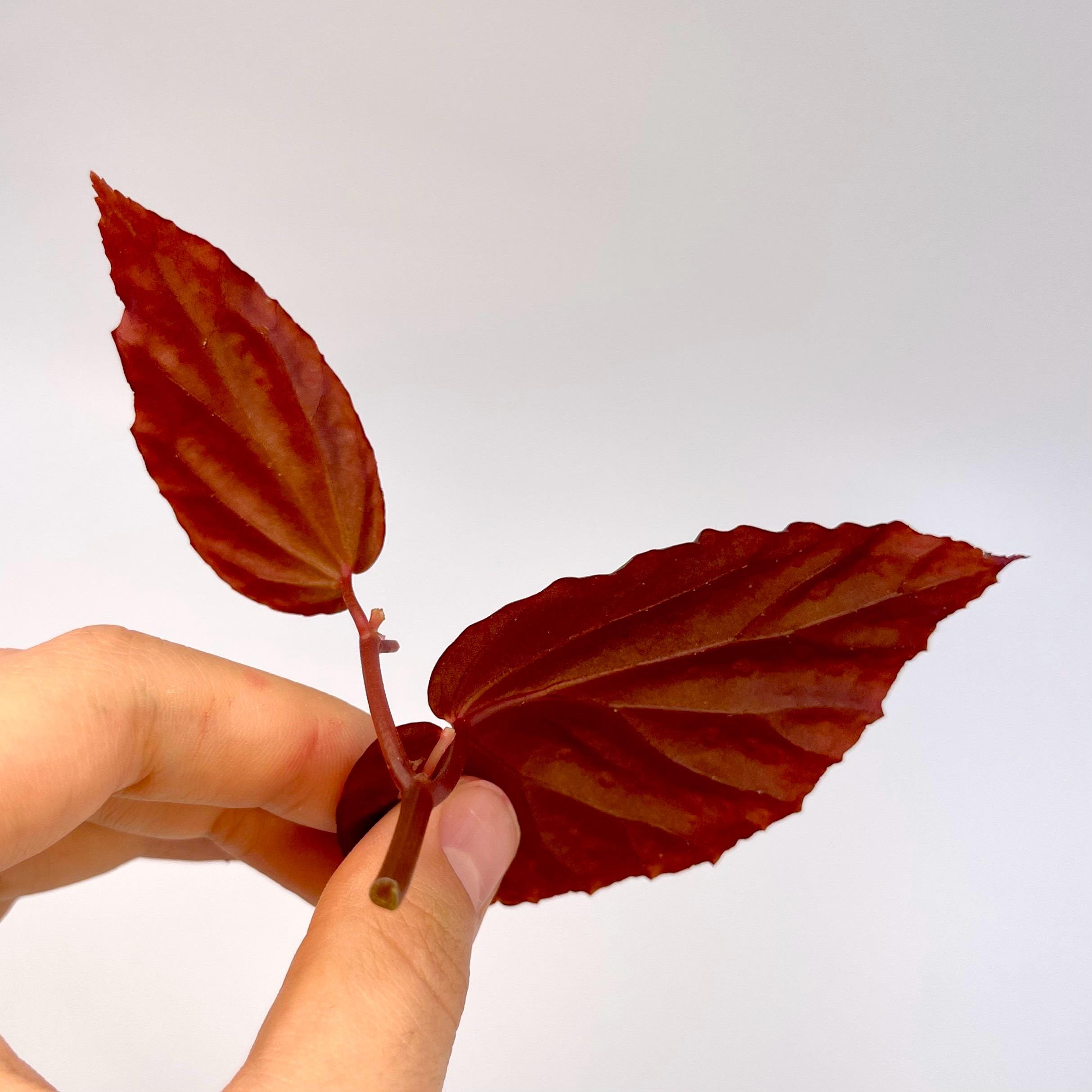TOP CUTTING Begonia Botanicaz 284