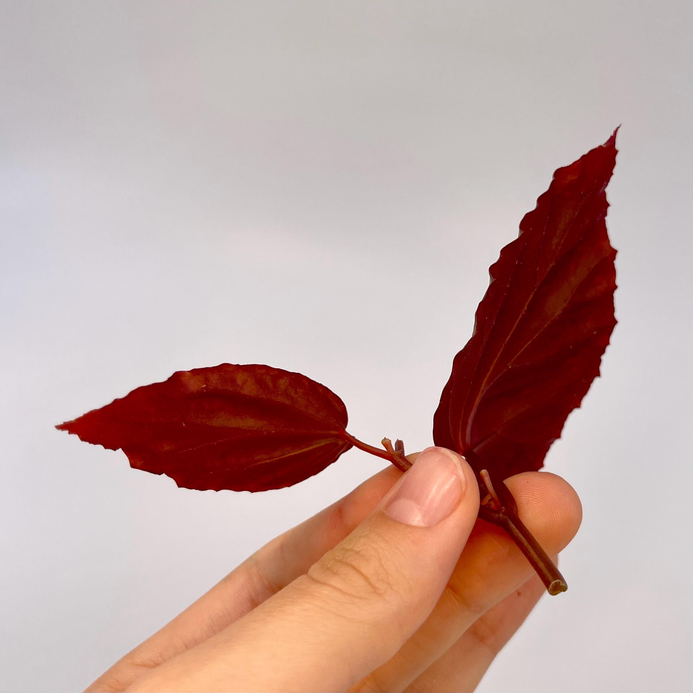 TOP CUTTING Begonia Botanicaz 284