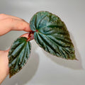 TOP CUTTING Begonia Botanicaz 284